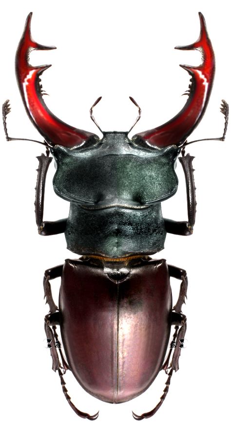 Lucanus cervus Lucanus Cervus, Weird Insects, Bug Collection, Beetle Insect, Insect Collection, Stag Beetle, Beetle Bug, Cool Bugs, Arthropods