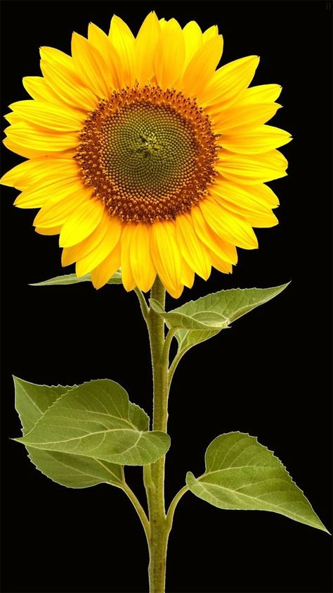 Pretty Flowers Photography, Black Background Painting, Sunflower Leaves, Sunflower Images, Flower Sketch, Sunflower Photo, Sunflower Pictures, Different Types Of Flowers, Sun Flowers