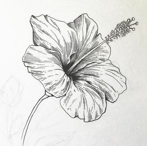 Hibiscus Flower Sketch, Fineliner Art Simple, Fine Line Drawings, A Flower Drawing, Hibiscus Drawing, Hibiscus Flower Drawing, Art Du Croquis, Fineliner Art, Art Mediums