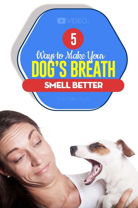 Bad Dog Breath Get Rid Of, Stinky Dog Breath Remedies, Dog Bad Breath Remedy, Dog Breath Remedy, Stinky Dog Breath, Bad Dog Breath, Stinky Dog, Puppy Breath, Bad Breath Remedy