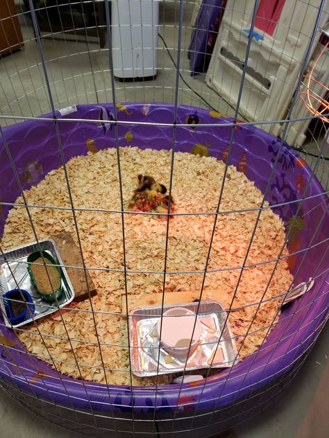 Threads - how do you keep ducklings and their bedding dry in brooder Duckling Setup, Duckling Enclosure, Duckling Brooder Ideas, Duck Brooder Ideas, Duckling Brooder, Duck Brooder, Diy Duck House, Brooder Ideas, Quack Shack