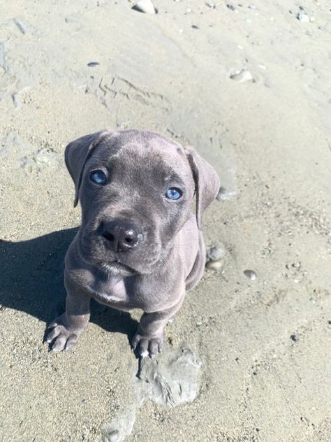 Grey Cane Corso Puppy, Cane Aesthetic, Blue Cane Corso, Italian Mastiff Puppies, Cane Corso Puppy, Cane Corso Italian Mastiff, Pitbull Dog Breed, Mastiff Puppy, Cane Corsos