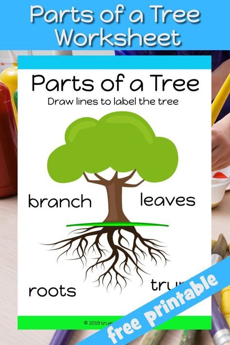 Help your child learn parts of a tree with this free worksheet. Label the correct parts. Perfect for children under 5. Parts Of A Tree Printable, Parts Of A Tree Craft, Parts Of A Tree Preschool Activities, Parts Of A Tree Worksheet, Deborah Bible, Montessori Printables Free, Parts Of A Tree, Homeschooling Lessons, Tree Worksheet