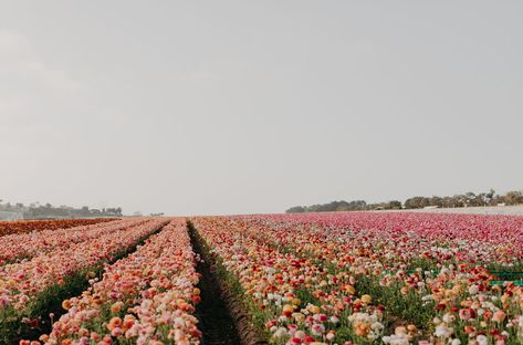 Flower Field Landscape, Super Bloom, Field Wedding, Field Landscape, Landscape Horizontal, Thanks Everyone, April Wedding, Popular Flowers, Wedding Dress Boutiques