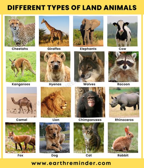 18 Different Types of Land Animals | Earth Reminder Animals That Live On Land, Terrestrial Animals, Herd Of Cows, Preschool Color Activities, Fiesta Mickey Mouse, Land Animals, Preschool Colors, Kindergarten Learning Activities, Cute Bulldogs