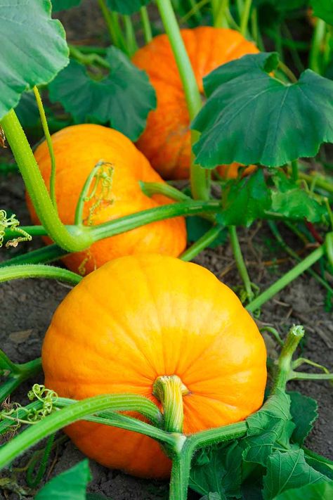 How to Grow Your Own Pumpkins | Gardener’s Path Grow Foods, Growing Pumpkin, Pumpkins Growing, Pumpkin Plants, Pumpkin Growing, Pumpkin Plant, Goethe's Faust, Growing Peas, Pumpkin Tree