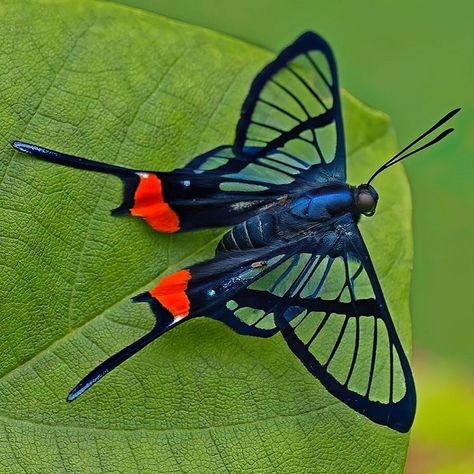 Butterfly Chrysalis, Dragonfly Images, Butterfly Sketch, Cool Insects, Wild Animals Photos, Beautiful Butterfly Photography, Butterfly Art Painting, Insect Photography, Butterfly Species