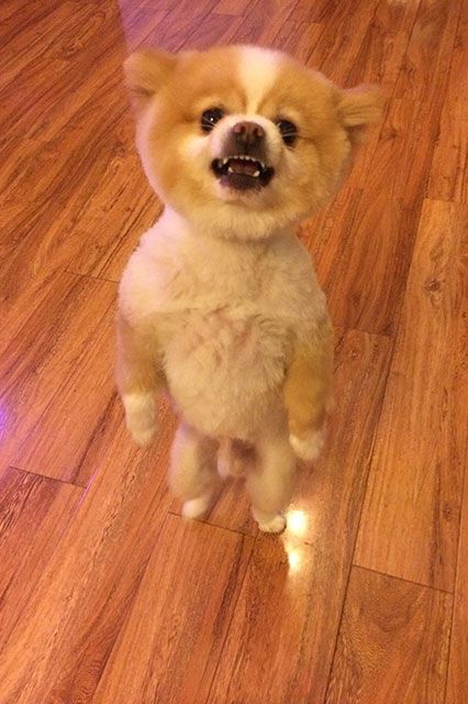 #refinery29 http://www.refinery29.com/2014/05/67952/pomeranian-cute-dog-haircut-angry#slide-3 Angry Pomeranian, Pom Dog, Dog Haircuts, Cute Pomeranian, Dog Suit, Cut Animals, Getting A Puppy, Pomeranian Dog, Pomeranian Puppy