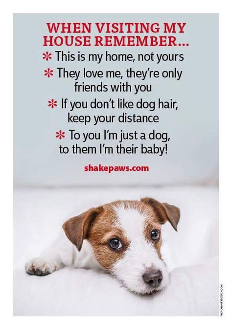 Dog Shaking, Keep Your Distance, Only Friends, Jack Russell Dogs, Dog Info, Dog Rules, House Rules, Me Me, Dog Parents