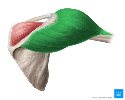 Deltoid Muscle, Arm Anatomy, Shoulder Muscle, Human Muscle Anatomy, Hand Anatomy, Physical Therapy Student, Human Body Drawing, Anatomy Tutorial, Muscular System