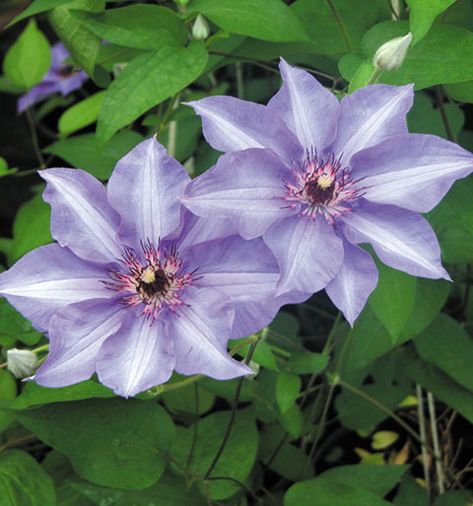 Lilac Clematis, Colorful Landscaping, Clematis Plants, Garden Remedies, Clematis Flower, Clematis Vine, Garden Vines, Flower Bomb, Climbing Vines