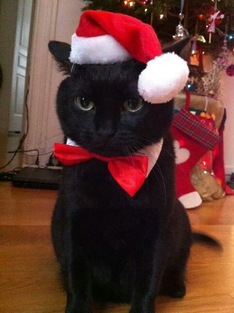 Awe ♥ Black Cat With Christmas Hat, Funny Cat Aesthetic, Cat With Christmas Hat, Christmas Cat Pfp, Cat Christmas Hat, Christmas Black Cat, Cute Cat Pictures, Cat Celebrating, Black Cat Christmas