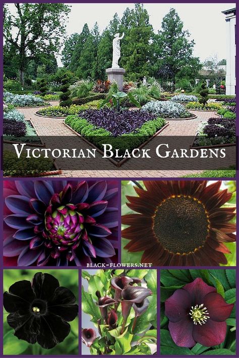 Victorian Black Gardens Black Gardens, Witchy Garden, Goth Garden, Gothic Garden, Witch Garden, Victorian Garden, Midnight Garden, Black Garden, Moon Garden