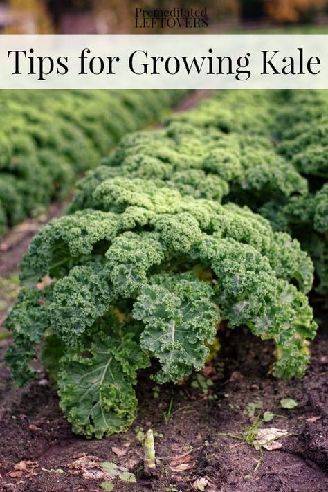 Tips for Growing Kale in Your Garden including how to grow kale from seed, when to plant kale, how to transplant kale, & when and how to harvest kale plants. How To Harvest Kale, How To Grow Kale, Harvest Kale, Grow Kale, Harvesting Kale, Kale Plant, Growing Kale, When To Plant, Garden Veggies