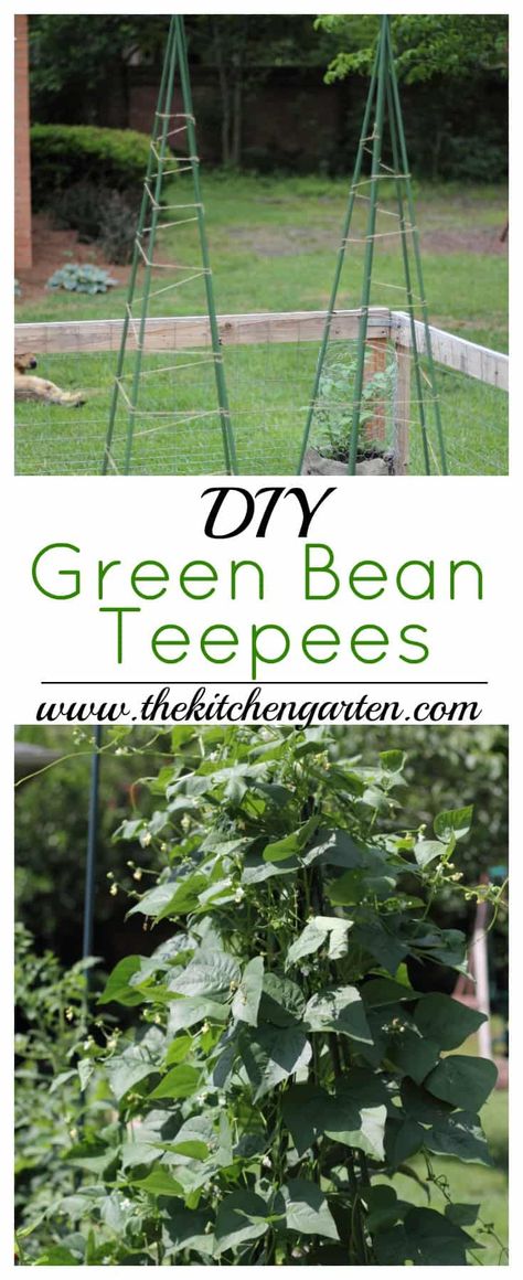 Green Bean Trellis, Green Beans Garden, فاصوليا خضراء, Bean Trellis, Teepee Trellis, Bean Garden, Growing Green Beans, Vertical Vegetable Gardens, Taman Diy