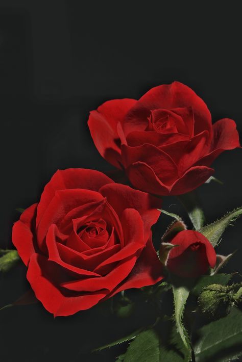 Red Rose symbolises passion, romantic interest, and devotion. Traditional Valentine's Day flower, and nothing says "I love you" like red roses. Romantic Interest, Empress Tarot Card, Love Rose Flower, Nice Flowers, Empress Tarot, Black Rose Flower, Red Images, Doraemon Wallpapers, Belle Rose