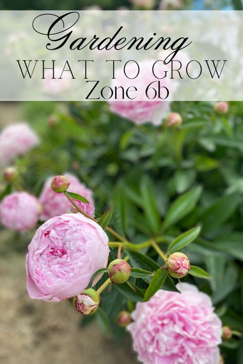 Perrenials For Zone 6b, 6b Gardening Zone Flowers, Perennial Herbs In Zone 6, Zone 6 Garden Plan, Zone 6b Fall Planting, Zone 6b Perennials, How To Create A Flower Garden, Zone 5b Flower Garden, Zone 6 Flowers