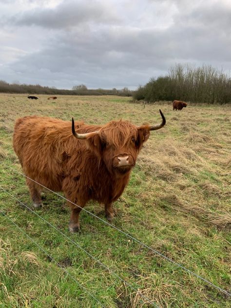 Scottish Highlander in a field with more Scottish Highlanders in the background Highland Coo, Scottish Cow, Mini Cows, Scottish Highland Cow, Fluffy Cows, Highland Cows, Cute Sheep, Animal Nature, Fluffy Animals