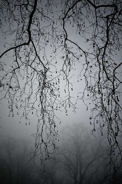 continue by nardell, via Flickr Atmosphere Photography, Deco Nature, Bw Photography, 수채화 그림, The Fog, Cebu, Pics Art, Beautiful Tree, Arbor