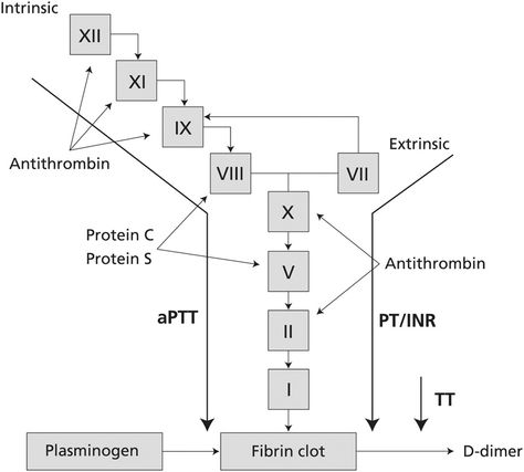 Figure 1. The coagulation cascade, showing the pathways assessed by the prothrombin time (PT)/INR, activated partial thromboplastin time (aPTT), and thrombin time (TT). | MKSAP for Students 5 Digital Medicine Shelf, Coagulation Cascade, Nursing Hacks, Prothrombin Time, D Dimer, Ulnar Nerve, Lab Rats, Med Surg, Medical Studies