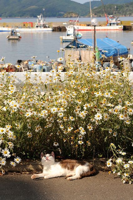 7 Places Every Cat-Lover Should Visit #refinery29 http://www.refinery29.com/cat-travel-destinations#slide-6 Tashirojima, JapanThe tiny region is one of the dozen or so "cat islands" in Japan, a country where felines symbolize good luck and fortune. (See: maneki-neko — which means "beckoning cat" — a common fixture at Japanese restaurants). People on Tashirojima are adamant about preserving the feral-cat population, which has been dwindling along with the number of human inhabitants. Dogs are cur Cat Heaven, Cat Island, Cat Travel, Feral Cats, Ragdoll Cat, Funny Cat Videos, Silly Cats, Fukuoka, Warrior Cats