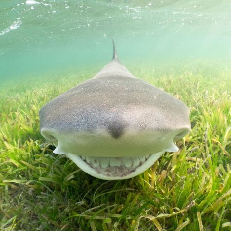 Funny Shark Pictures, Lemon Shark, Comedy Wildlife Photography, Happy Shark, Shark Photos, Shark Pictures, Shark Bait, Bull Shark, Sharks Funny