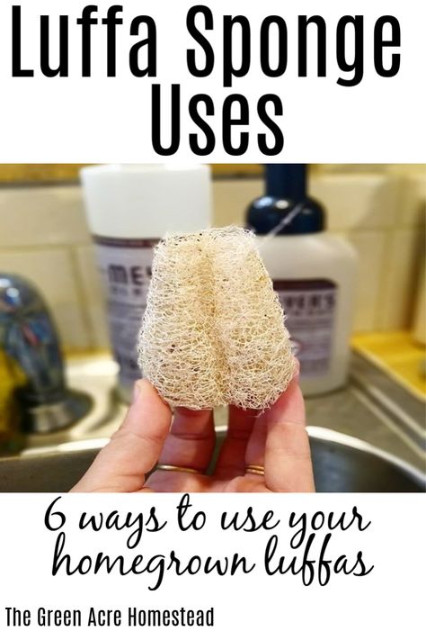 6 ways to use your homegrown luffa sponges after harvesting them! What are you going to do with your luffa sponges? #homesteading #luffasponges #homegrown What To Do With Luffa Gourds, Loofah Craft Ideas, Diy Luffa Soap, How To Make A Loofah Sponge, Luffa Crafts Ideas, Harvesting Luffa Sponge, Loofah Sponge Diy, How To Make Luffa Soap, Luffa Sponge Gift Ideas