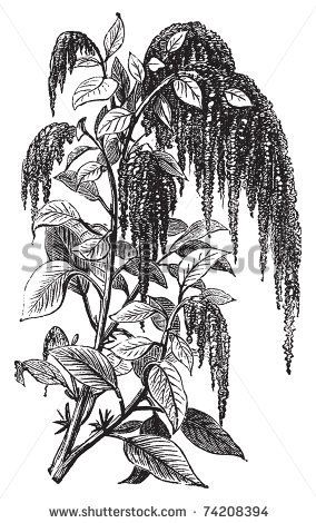 Foxtail amaranth, love-lies-bleeding, pendant amaranth, tassel flower, velvet flower, quelite or Amaranthus caudatus vintage engraving. Vect... Amaranthus Tattoo, Amaranth Drawing, Amaranth Flower Tattoo, Amaranth Tattoo, Amaranthus Caudatus, Tassel Flower, Amaranth Flower, Flash Designs, Velvet Flower