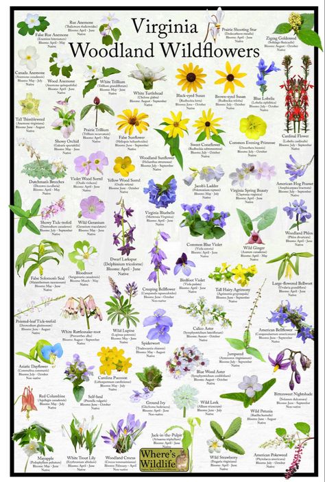 Botanical Prints Free, Common Flowers, Wildwood Flower, Flower Identification, Poster Flower, Plant Zones, Woodland Flowers, Native Plant Gardening, Flower Names