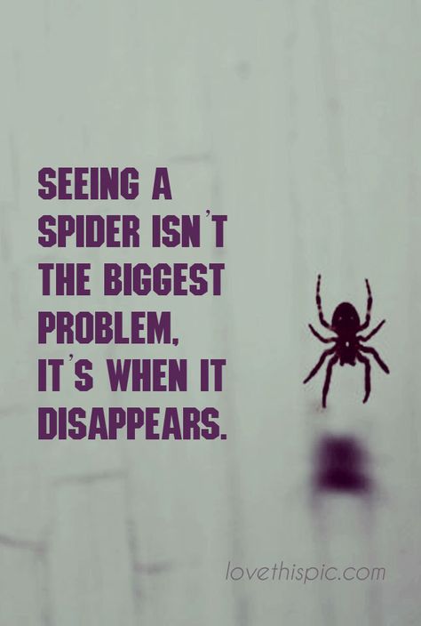 Spider funny cute lol disappear humor pinterest spider pinterest quote Scared Of Spiders Humor, Spider Funny Humor, Funny Spider Quotes, Funny Spider Memes, Spider Humor, Spider Jokes, Spider Quotes, Creepy Bugs, Spider Meme