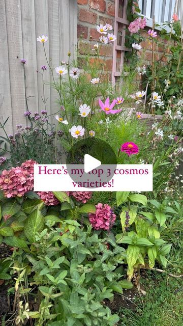 🌸GINA’S FLOWER GARDEN 🌸 on Instagram: "I’ve been organising my seeds and I have quite a few more than this, and I do think with cosmos you just can’t go wrong, but If I had to pick just 3 to have in the garden this is what I’d choose for various reasons! Maybe with the addition of ‘Cosmos dwarf sensation mix’- which were absolutely stunning and perfect for the front of the border with the added surprise of seeing which one pops up. 

I’m going to attempt to keep my labels in this year- as I’m growing some varieties for the back of the border.

1- Apricotta. I fell in love with this last year- it was actually outside of my comfort zone colours of just pink/ purple 🩷💜😆 but I adored it and now I’m adding lots of peachy toned dahlias to go with this and my pink roses this year. 

2- Candy Cosmos Flowers Garden, Purple Petals, Cosmos Flowers, Year 2, Fell In Love, Comfort Zone, In The Garden, Cosmos, Pink Roses