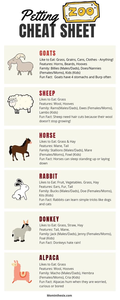 Small Animal Farm Layout, Farm Animals For Beginners, Facts About Farm Animals, Traveling Petting Zoo Ideas, Beginner Farm Animals, Petting Zoo Farm Ideas, Petting Zoo Set Up Ideas, What Do Farm Animals Give Us, Animals For Homesteading