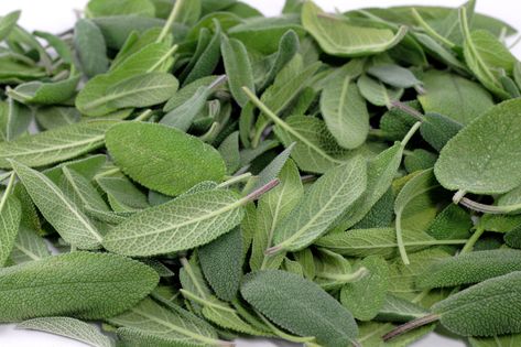 Easy Herbs To Grow, Sage Recipes, Sage Plant, Fresh Sage, Sage Candle, How To Dry Sage, Sage Smudging, Herb Recipes, Sage Oil