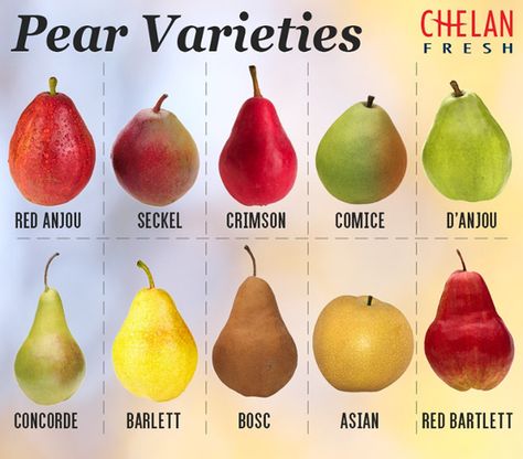 All About Pears - Chelan Fresh How To Ripen Pears, Pear Varieties, Fresh Vegetable Recipes, Fruit Fast, Holiday Fruit, Growing Fruit Trees, Red Pear, Pear Recipes, Growing Fruit