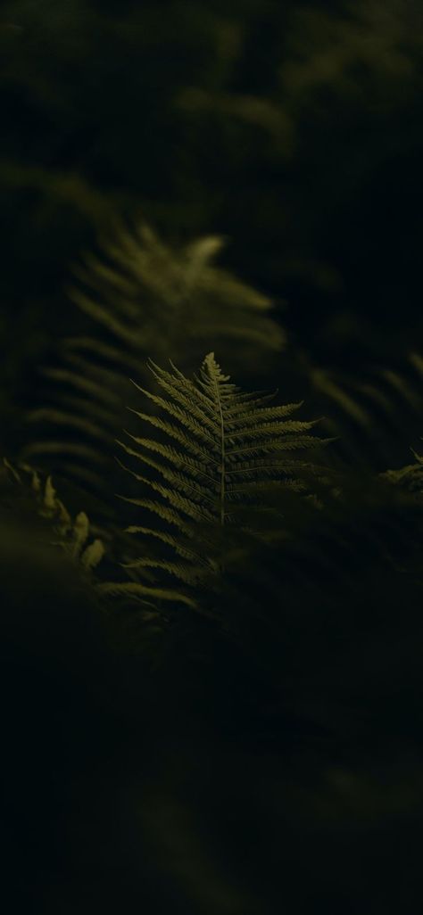 Minimal Wallpaper Samsung, Moody Phone Aesthetic, Dark Leaf Wallpaper, Dark Moody Iphone Wallpaper, Dark Template Aesthetic, Fern Wallpaper Iphone, Plant Background Wallpapers, Dark Green Nature Wallpaper, Dark Neutral Wallpaper Iphone