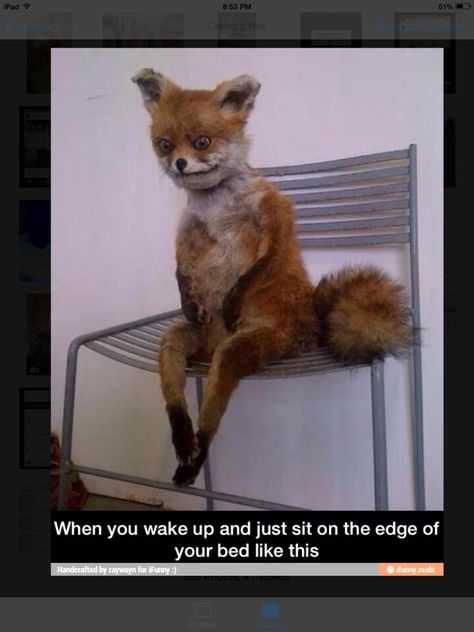 When you wake up and just sit on the edge of your bed like this Funny Period Jokes, Fox Memes, Period Jokes, Funny Animals With Captions, Funny Spanish Memes, Nursing Memes, Funny Quotes For Teens, Spanish Memes, Memes Br