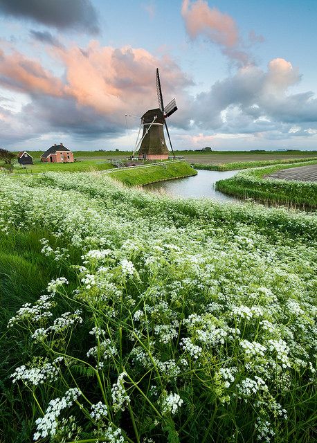 All Dutch by Dani℮l, via Flickr Windmill Water, Old Windmills, Dutch Windmills, Netherlands Travel, Green Grass, Toscana, Belle Photo, Beautiful World, Beautiful Landscapes