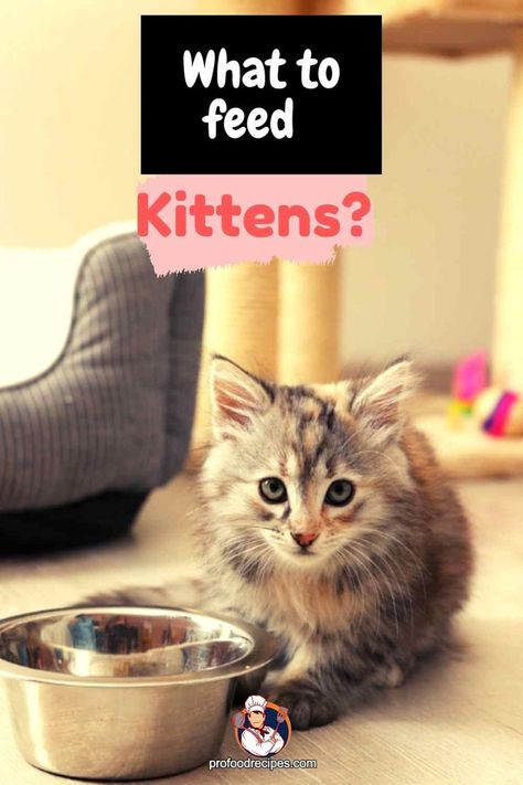 Know the kitten freeding guide for proper care to your kitty. Feeding Kittens, Food To Eat, Kitten Food, No Cook Meals, Food Animals, Kittens, Kitty, Pet