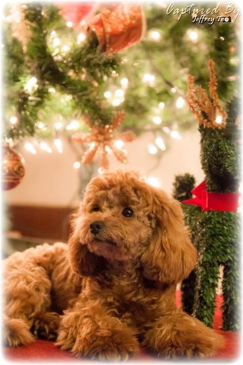 [AffiliateLink] 35 Great Pet Toys Aesthetic Tips To Save 2023 #pettoysaesthetic Puppys First Christmas, Toys Aesthetic, Teddy Bear Poodle, Christmas Poodle, Poodle Christmas, Cute Dog Toys, Poodle Cuts, Red Poodles, 600 Followers