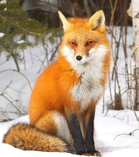 Red Fox, The Snow, Fox, Red