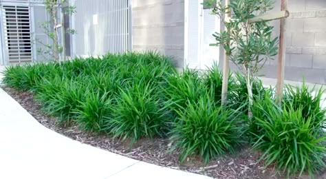 http://www.youtube.com/watch?v=MbyDH3t5xbk Little Jess™ Dianella is a tough low maintenance plant with a clumping growth habit and is one of the most widely used plants for mass planting in Australia. For more info on Little Jess™ Dianella Click here http://www.ozbreed.com.au/little-jess.html Dianella Plant, Larkspur Garden, Dianella Caerulea, Mediterranean Planting, Low Maintenance Landscaping Front Yard, Mass Planting, Front Stairs, Andrew Smith, Native Gardens