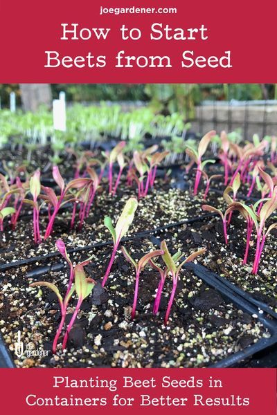 Growing Beets Raised Beds, How To Grow Beets From Seeds, Growing Beets In Containers, Planting Beets From Seed, Growing Beets From Seed, Preserving Beets, Grow Beets, Mini Homestead, Homestead Garden Layout