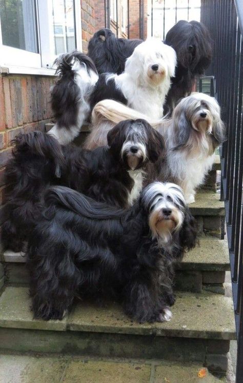 Tibet Terrier, Psy I Szczenięta, Tibetan Terrier, Bearded Collie, Purebred Dogs, Terrier Puppy, Old English Sheepdog, Lhasa Apso, Lhasa