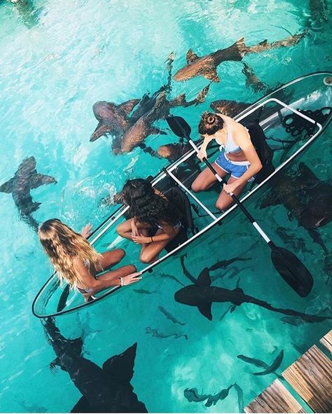 Luxury lifestyle luxury travel Feeding sharks from your glass bottom canoe - Bahamas Photo by @kkerzner Travel Disney, On A Boat, Destination Voyage, Skateboarder, Krabi, Bora Bora, Elba, The Plan, Travel Goals