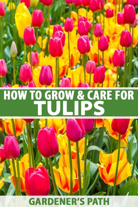 Tulip Garden Ideas, Tulip Care, When To Plant Tulips, Horticultural Therapy, Lawn Designs, Growing Tulips, Planting Tulips, Spring Gardening, Tulip Garden