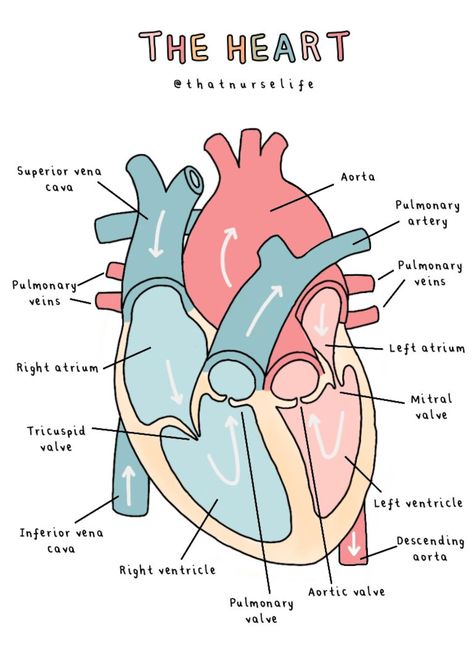 A4 Anatomy Posters - Etsy UK Anatomy Diagrams Aesthetic, Physiology Of Heart, Heart Diagram Aesthetic, Biology Printables, Anatomy And Physiology Aesthetic, Cardiology Aesthetic, Anatomy And Physiology Notes Study, Study Guide Ideas, Cute Studying