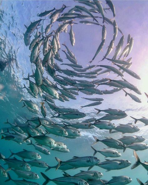 Life Under Water, Sea Life Animals, Swimming In The Ocean, Beautiful Sea Creatures, Ocean Vibes, Marine Biology, Under Water, Marine Animals, Ocean Creatures