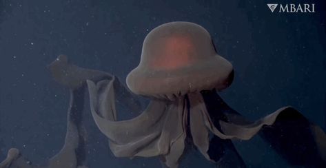 Extremely Rare Giant Phantom Jelly Captured in Stunning 4K Video Phantom Jellyfish, Cool Sea Creatures, Deep Sea Animals, Deep Sea Life, Sea Jellies, Monterey Bay Aquarium, Deep Sea Creatures, Beautiful Sea Creatures, Weather Channel