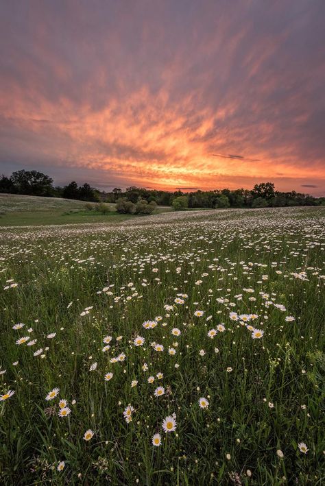 Daisy Field, Pretty Landscapes, Aesthetic Photography Nature, Natural Scenery, Sunset Pictures, Nature Aesthetic, Types Of Flowers, Flower Field, Pretty Places