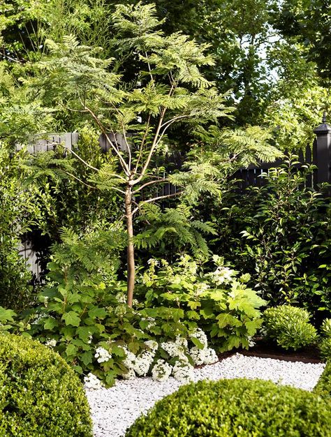 By using traditional plants in unexpected ways and mixing manicured with wild elements, a Melbourne designer has produced a character-rich garden . Garden Ideas Australia, Stone Backyard, Melbourne Garden, Garden Hedges, Screen Plants, Front Garden Design, Australian Garden, Coastal Gardens, Best Indoor Plants